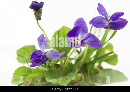 Viola odorata (Viola odora), gros plan Banque D'Images