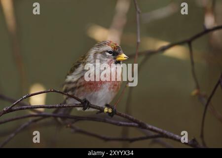 Redpoll, Carduelis flammea, syn. Acanthis flammea, Redpoll commun Banque D'Images