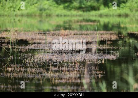 Étang envahi par la végétation avec des reflets sur la surface de l'eau en été. Banque D'Images