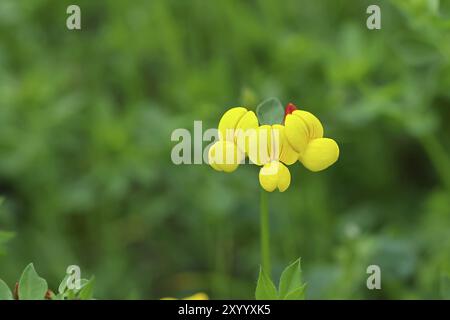 Trefoil pied d'oiseau, Trefoil pied d'oiseau (Lotus corniculatus), fleur jaune dans un pré, Wilnsdorf, Rhénanie du Nord-Westphalie, Allemagne, Europe Banque D'Images