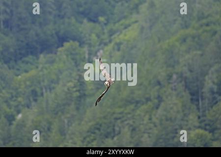 Faucon saker (Falco cherrug) au château de Hohenwerfen, terre de Salzbourg, Autriche, Europe Banque D'Images