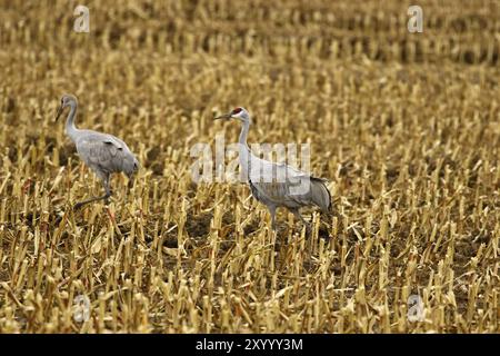 Sandhill Cranes d'un champ, avant de migrer vers le sud montrant leurs créations de danse Banque D'Images