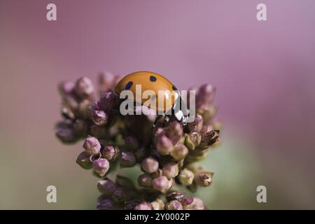 Les coccinelles sont une famille de coléoptères hémisphériques volants avec une distribution mondiale, leurs ailes supérieures ont généralement un nombre variable de s visibles Banque D'Images