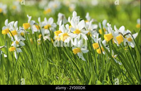 Jonquilles sauvages (Narcissus pseudonarcissus) dans un pré au printemps. Narcissus pseudonarcissus communément appelé jonquille sauvage ou lis de Carême au printemps Banque D'Images