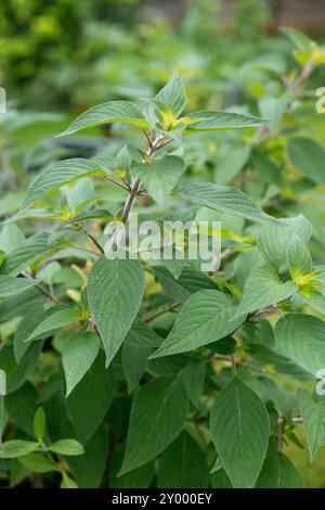 Sauge ananas (Salvia elegans) dans un jardin Banque D'Images
