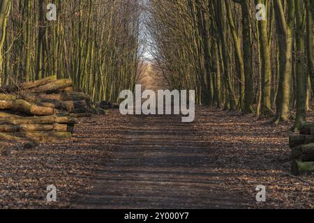 Sentier dans une forêt d'hiver avec des piles d'arbres abattus sur le côté, vu à Saarner Mark, Muelheim an der Ruhr, Rhénanie du Nord-Westphalie, Allemagne, Euro Banque D'Images