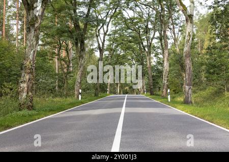 Avenue avec de vieux acacias à Brandebourg, Allemagne, Europe Banque D'Images