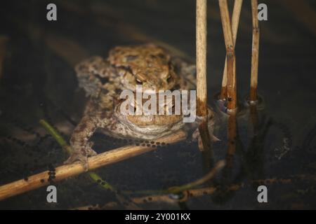 Eaux de frai avec grenouilles Banque D'Images