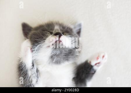 Mignon petit chaton British shorthair dormir sur le lit Banque D'Images