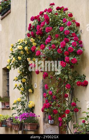 PIENZA, TOSCANE, ITALIE, 18 MAI : Roses autour de la porte d'une propriété à Pienza, Toscane, Italie le 18 mai 2013 Banque D'Images