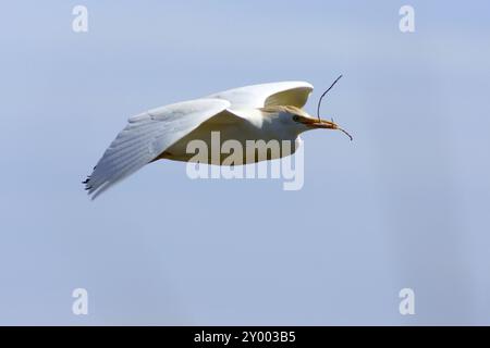 S’Albufera de Mallorca, parque Natural.Mallorca.Baleares.Espana Banque D'Images