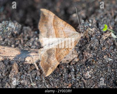 Vue latérale d'un papillon de jardin britannique au repos, le museau, Hypena proboscidalis, couleur brunnea morphe Banque D'Images