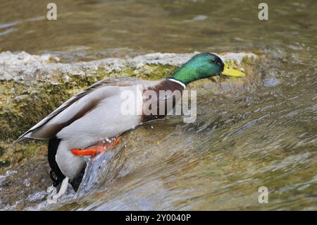 Mallard dans la lutte contre le courant Banque D'Images