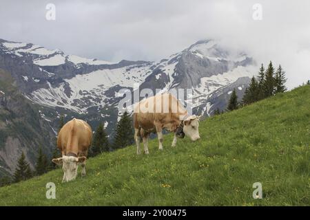 Le pâturage des vaches Simmental dans l'Oberland bernois Banque D'Images