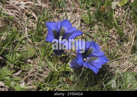 Gentianes bleues, de rares fleurs sauvages dans les Alpes Suisses Banque D'Images