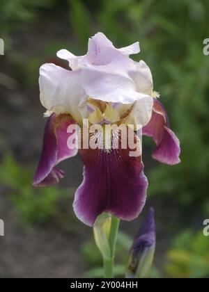 Grand iris barbu, iris Banque D'Images