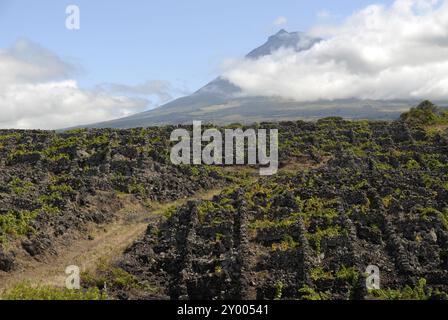 Vignobles (Lava Terrace's) et le volcan, île de Pico, Açores, Portugal, Europe Banque D'Images