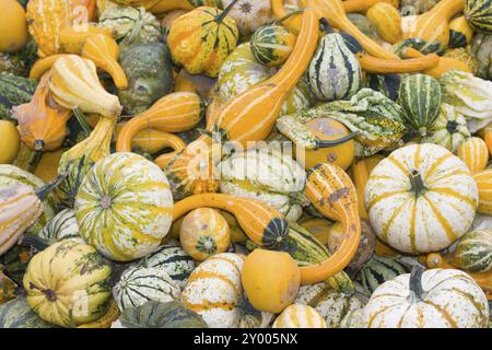 Beaucoup de citrouilles se sont empilées Banque D'Images