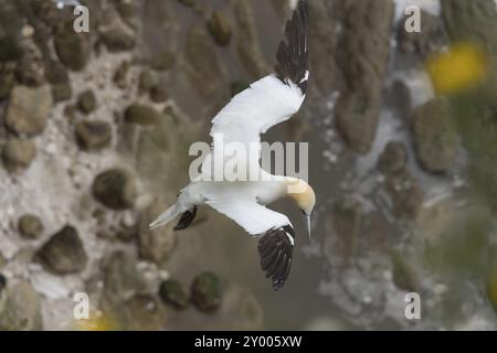 Oiseau adulte du genre nannet nordique (Morus bassanus) en vol au-dessus de la mer, Yorkshire, Angleterre, Royaume-Uni, Europe Banque D'Images