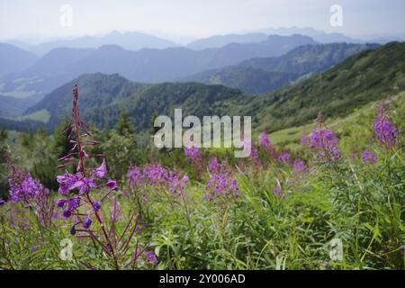 Floraison sally (Epilobium angustifolium), été, août, randonnée, randonnée en montagne, nature, Hochfelln, téléphérique Hochfelln, montagnes, Chiemgau, Chiemg Banque D'Images