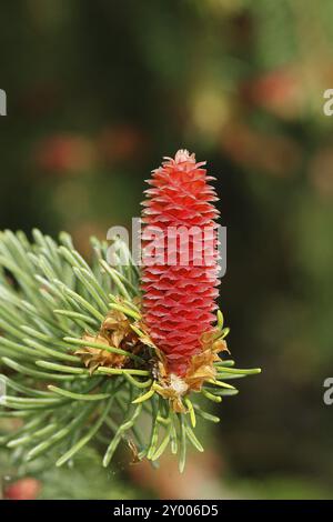 Épinette européenne (Picea abies), inflorescence, fleur femelle, devient cône d'épinette, Wilden, Rhénanie-du-Nord-Westphalie, Allemagne, Europe Banque D'Images