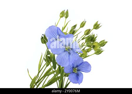 Gros plan d'une fleur de lin bleu vibrante et belle et des plantes isolées sur fond blanc Banque D'Images