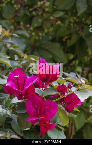 Bougainvilliers, gros plan, dans le jardin Banque D'Images