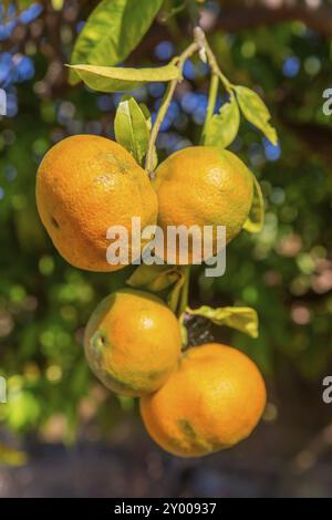 Quatre mandarins orange suspendu à tree in orchard Banque D'Images