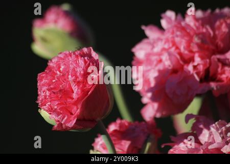 Coquelicot en rose Banque D'Images