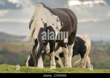 Chevaux sauvages près de Hay Bluff et Twmpa dans la Montagne Noire, Pays de Galles, Royaume-Uni Banque D'Images