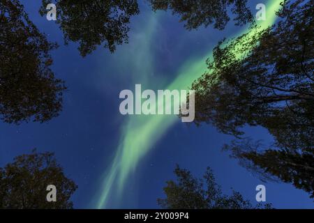 Aurores boréales (aurores boréales) au-dessus de la cime automnale colorée au crépuscule, Pajala, Pajala Kommune, Tornedalen, Norrbotten, Laponie, Suède, septembre Banque D'Images