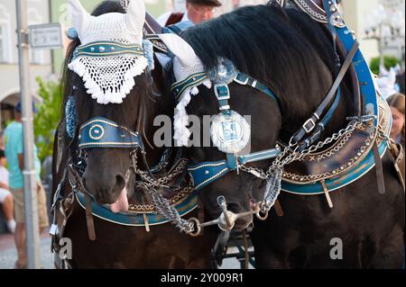 Fête folklorique traditionnelle à Muehldorf, Mühldorf am Inn, haute-Bavière, Allemagne, août 30 2024, gros plan de deux chevaux de brasserie, Loewen, Löwen, Lion B. Banque D'Images