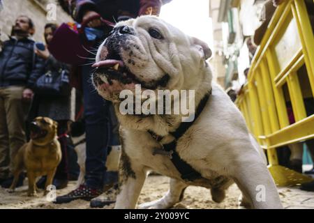 Bendicion de los animales de Sant Antoni, Palma, Mallorca, Islas baleares, Espagne, Europe Banque D'Images