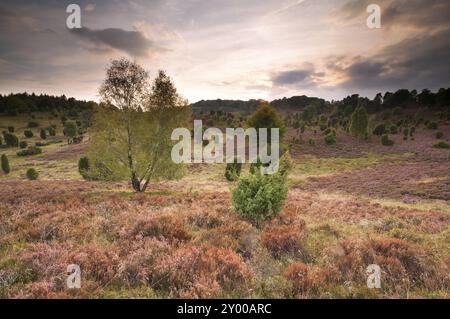 Collines couvertes de bruyère fleurie, Totengrund, Allemagne, Europe Banque D'Images