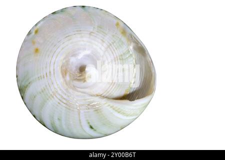 Escargot de mer unique, coupé Banque D'Images