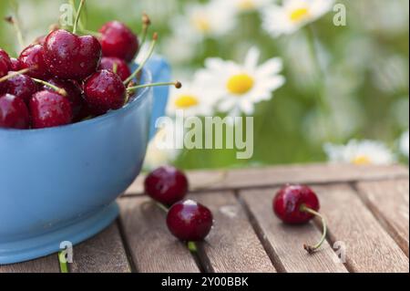 Bateau de sauce en verre bleu clair rempli de cerises douces mûres provenant de notre propre récolte de jardin. Prairie pleine de marguerites de bœuf en fleurs en arrière-plan. Ligh Banque D'Images