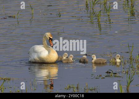 Famille de cygnes muet dans le soleil du matin Banque D'Images