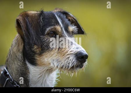 Un cliché d'un chien Teckel, terrier mix en profil latéral. Look attentif et reste magnifiquement immobile Banque D'Images