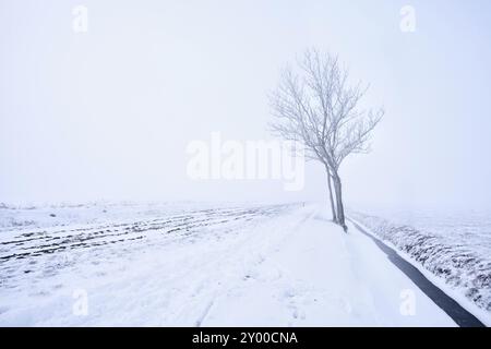 Arbre solitaire dans le gel dans le matin brumeux d'hiver Banque D'Images