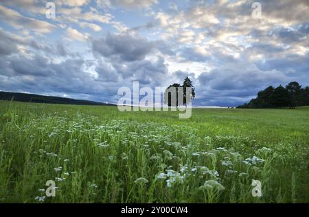 Beau paysage nuageux sur de nombreuses fleurs sauvages au coucher du soleil d'été Banque D'Images