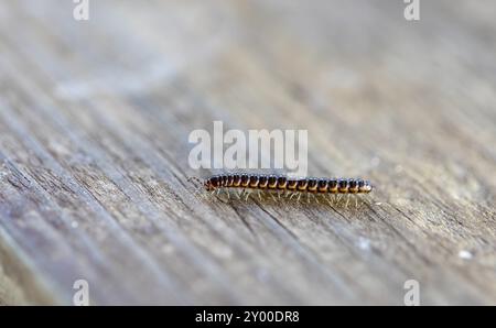 Le millipèdes de serre (Oxidus gracilis) connu sous le nom de millipèdes de serre, millipèdes à bride courte ou millipèdes de jardin Banque D'Images