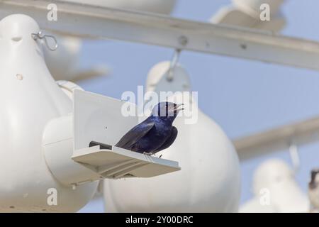 Le Martin violet (Progne subis), homme assis sur le bord de la boîte de nid Banque D'Images