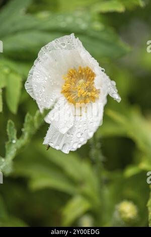 Fleur de pavot Matilija sous la pluie Banque D'Images