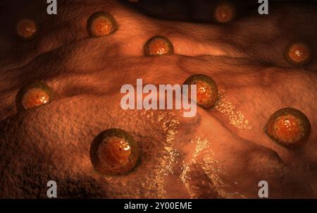 Vue microscopique des ovules Banque D'Images