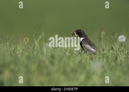 Un anneau mâle ouzel recueille de la nourriture dans un pré de montagne Banque D'Images