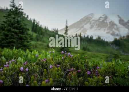 Montagne Heather Bloom au paradis sous le mont Rainier en été Banque D'Images