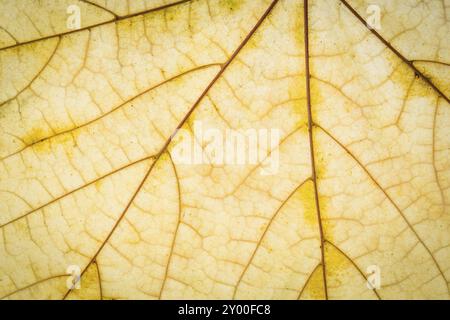 Texture de feuille d'automne d'érable jaune Banque D'Images