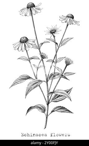 Illustration de gravure antique de fleur d'échinacée noir et blanc clip art isolé sur fond blanc Illustration de Vecteur