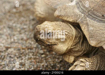 Photo de la tête d'une tortue africaine Banque D'Images