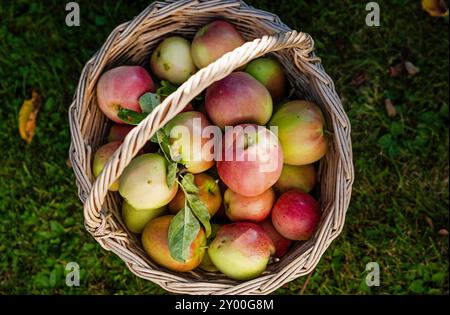 Motala, Suède. 31 août 2024. Météo saisonnière, heures de récolte des pommes, ici Åkerö pommes dans un jardin à la fin août. Åkerö, également appelé Akero ou Okera, est un vieux cultivar de pommes d'origine suédoise, mais peut-être introduit des pays-Bas. C'est une pomme dessert avec une saveur aromatique. Crédit : Jeppe Gustafsson/Alamy Live News Banque D'Images